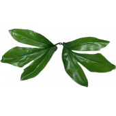 Лист хризантемы двойной, ЗК100з 