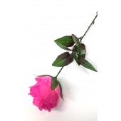 Роза одиночная "Клементина", ЦС146мал-крем