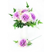 Пион одиночный ЦС201мол-сирень