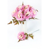 Пион одиночный ЦС201роз