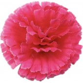 Гвоздика ГК009м