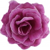 Роза Кардинал ГК124сиреневый