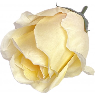 Роза бутон "Топаз" ГК278крем-0