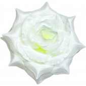 Роза остролистная  ГК294мол