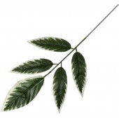Ветка манго 5 листьев, СН43-1