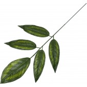 Ветка манго 5 листьев, СН43-2