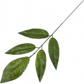 Ветка манго 5 листьев, СН43-5