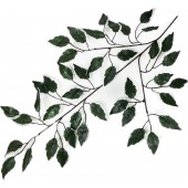 Ветка фикуса 42 листьев, СН44кант