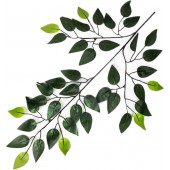 Ветка фикуса 42 листьев, СН45